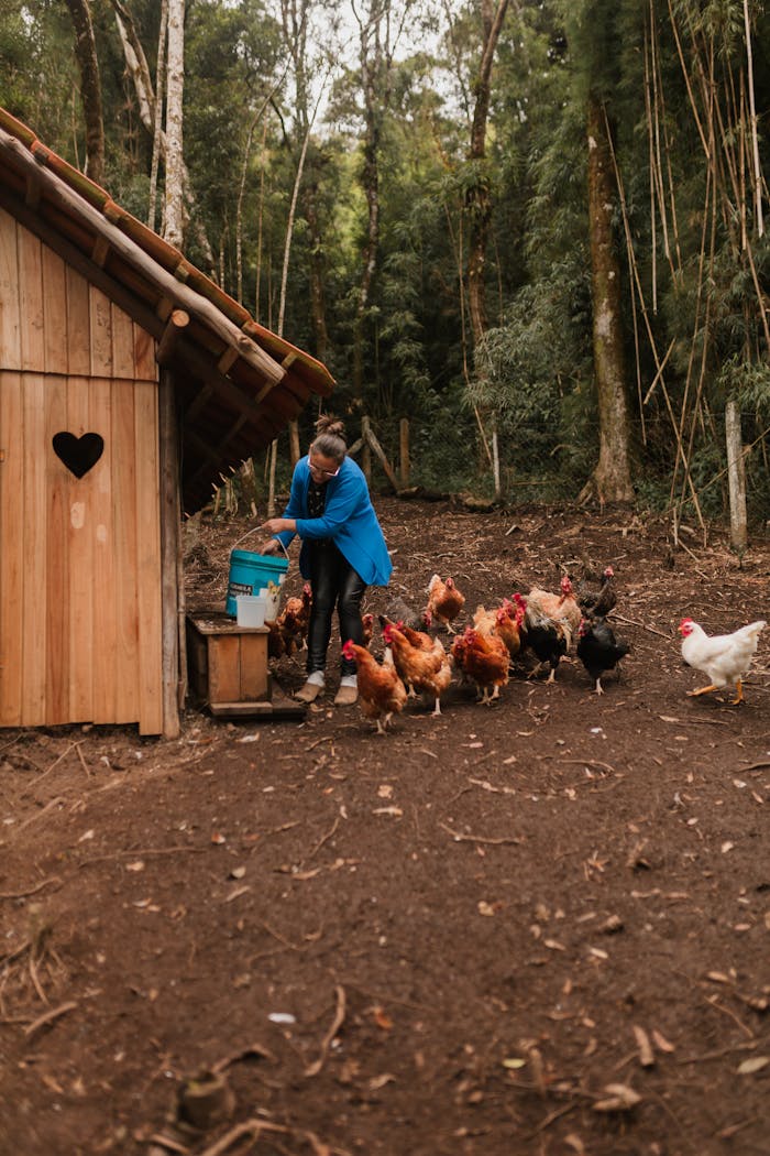 Adult woman feeding chickens outdoors next to wooden coop in a rustic forest setting.