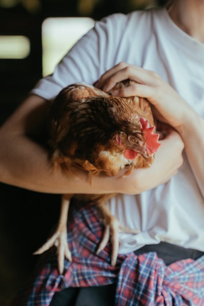 Close-up of a person holding a chicken with affection on a farm.